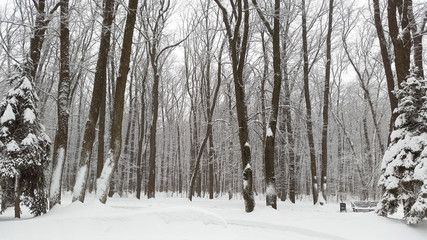 trees under snow in park