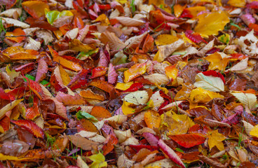 Autumn fall leaves on ground in red, yellow, orange and green colours. Colorful colourful seasonal outdoor foliage fall background