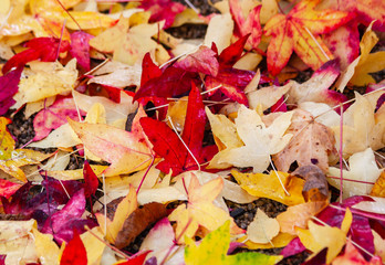 Autumn maple leaves  on ground, red yellow and orange colours. Colorful colourful seasonal outdoor fall background acer foliage
