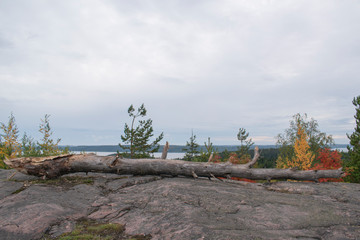 Fototapeta na wymiar old tree trunk on the mountain with a view on the lake 