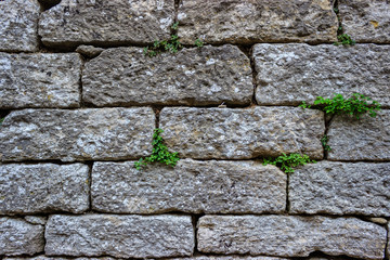 Plants grow in an ancient stone wall