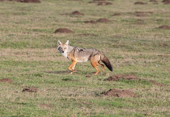 Jackal on african grounds