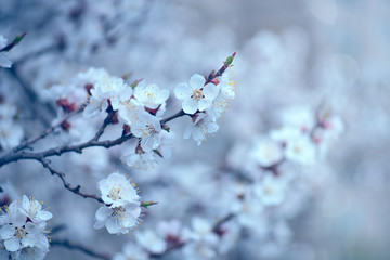 Beautiful spring backgrounds with blossoming tree and beauty bokeh