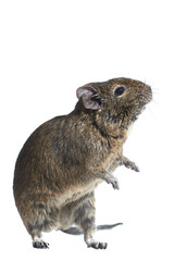 rodent degu isolated on white background. He stands on his hind legs. Studio shot, close-up.