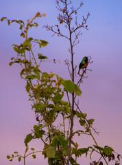 Usambara Double-collared Sunbird