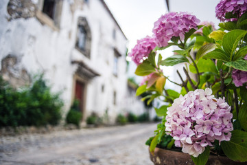 Dekorative Blumen in den Strassen von Marvão, Portugal
