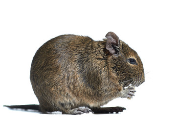 rodent degu isolated on white background. He eats the nut. Studio shot, close-up.