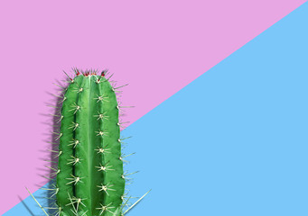 Cactus on pink and blue background Creative design. Minimal Concept, Clipping Path no Shadow.