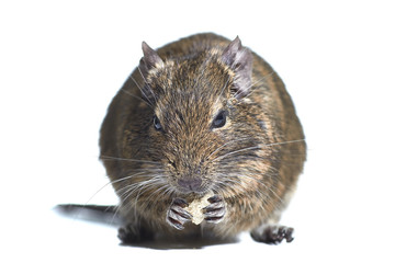 rodent degu isolated on white background. He eats the nut. Studio shot, close-up.