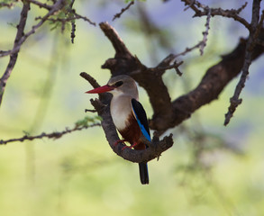 Brown Hooded Kingfisher