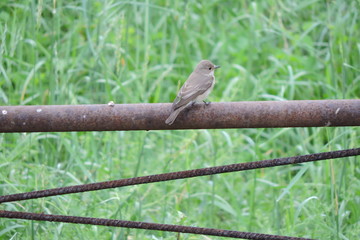 A spotted flycatcher sitting on a rusty metal fence, green grass in the background