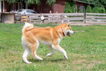 Cute akita inu puppy is running on a green grass in the park. Pet animals.