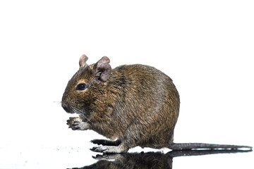 rodent degu isolated on white background. He eats the nut. Studio shot, close-up.