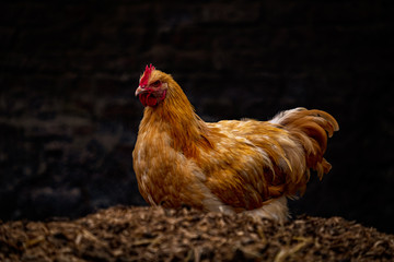 Golden Chicken with dark background