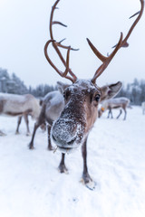 Naklejka na ściany i meble Reindeer close up with wide angle lens in Lapland