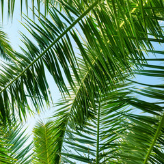 Fototapeta premium Background of palm leaves and blue sky.