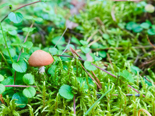 Very tiny. Poisonous mushroom hiding in the moss