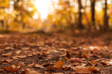 A rural road in the autumn forest is covered with fallen leaves.