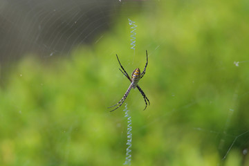 Banded garden spider (Argiope trifasciata) sits in the center of the web and waits a victim