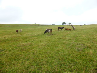 Cows in the pasture 