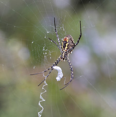 Banded garden spider (Argiope trifasciata) cracks down with the fly.  Spider tightly binds the fly