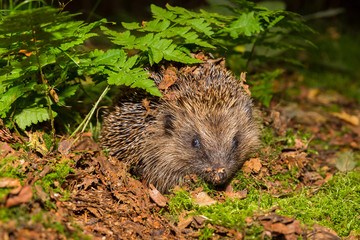 Hedgehog in autumn, wild, free roaming hedgehog, taken from within a wildlife hide to monitor the health and population of this favourite but declining mammal, copy space