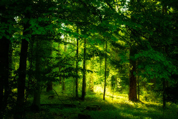Fototapeta na wymiar rays of sun in the forest