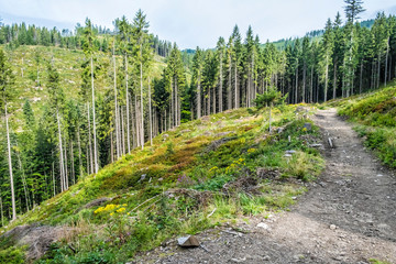 Coniferous forest, Babia hora, Orava, Slovakia