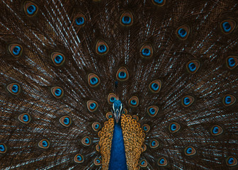 Obraz premium Beautiful Peacock showing off his feathers