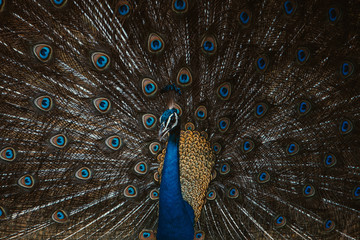 Obraz premium Beautiful Peacock showing off his feathers