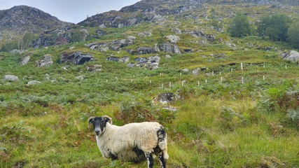 sheep on pasture