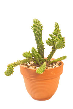 Cactus Cholla In Pot Isolated On White Background