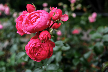 Fototapeta na wymiar red rose