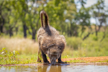 Baboon ( Chacma) drinking at the waterhole in front of the water level hide at Welgevonden Game Reserve, South Africa.
