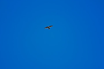 Wanderfalke fliegt am Himmel bei blauem Himmel Falco peregrinus
