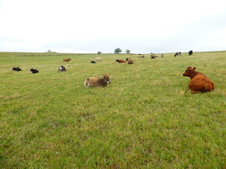 Cows in the pasture 