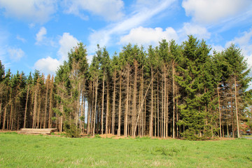Fir forest with bark beetle and blue sky background