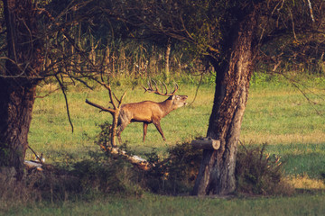 Adult male Red Deer roaring in natural environment during annual rut.
