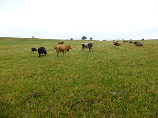 Cows in the pasture 