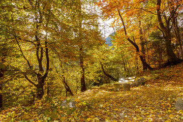 goldener Herbst in einem Laubwald im Zillertal