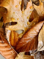 autumn leaves with rain drops on wooden background
