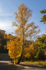 Naklejka premium Birch with yellow leaves, blue sky, autumn sunny day