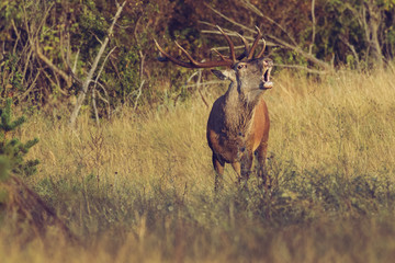 Adult male Red Deer roaring in natural environment during annual rut.