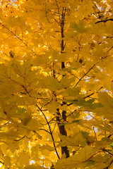 Yellow maple leaves close-up, autumn day