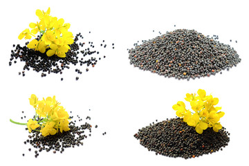 Set of rapeseed plants with yellow flowers and seeds. Yellow mustard plant. Set canola seeds and...
