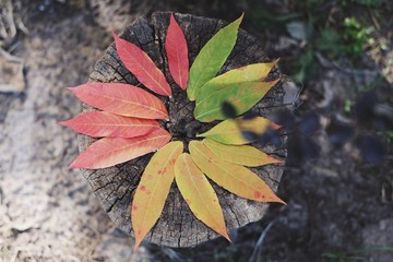 autumn leaves on green background, colorful leafs, autumn vibes
