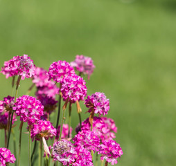 Entspannung durch frische Blumen in Rosa