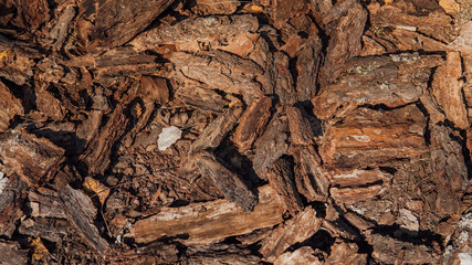 wood texture, brown background of vegetation in natural light. Kara wood