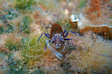 Underwater scenic image of Spotted Bumblebee Shrimp – Gnathophyllum elegans