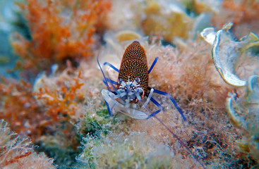 Underwater scenic image of Spotted Bumblebee Shrimp – Gnathophyllum elegans